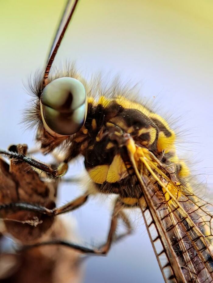 Close-up macro photo of a tiny yellow and black insect revealing intricate wings and eye details.