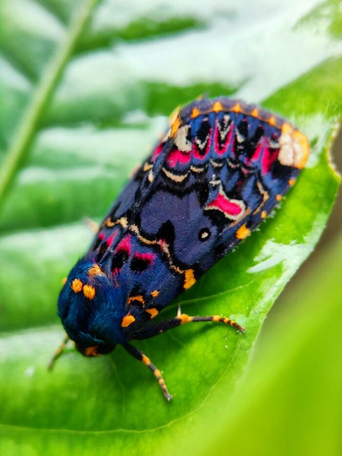 Colorful moth with intricate patterns resting on a green leaf in a macro photo revealing tiny creatures.