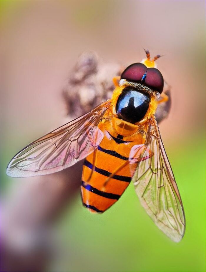 Close-up macro photo of a tiny striped insect with translucent wings, showcasing intricate details of its body and eyes.