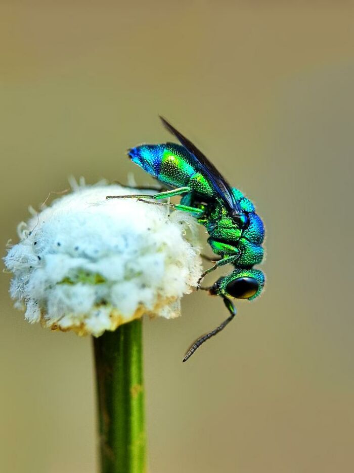 Vibrant iridescent macro photo of a tiny green insect perched on a white flower, revealing a hidden world of tiny creatures.