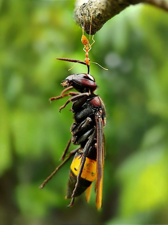Macro photo showing a tiny orange ant hanging from a branch while holding a large black and yellow insect.