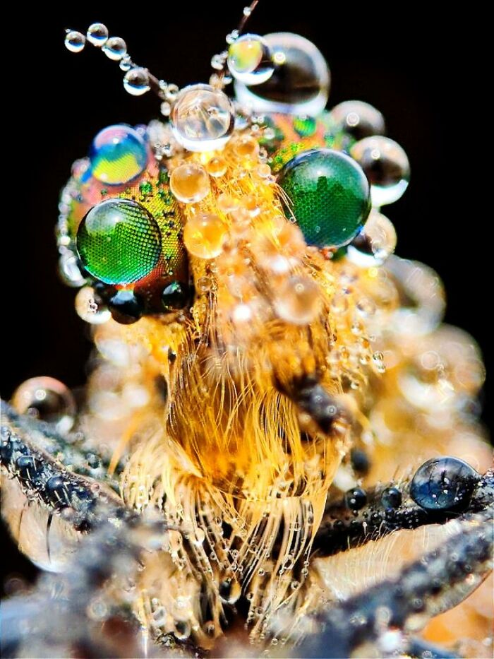Macro photo of a tiny insect covered in water droplets with vibrant green eyes, revealing a hidden world of tiny creatures.