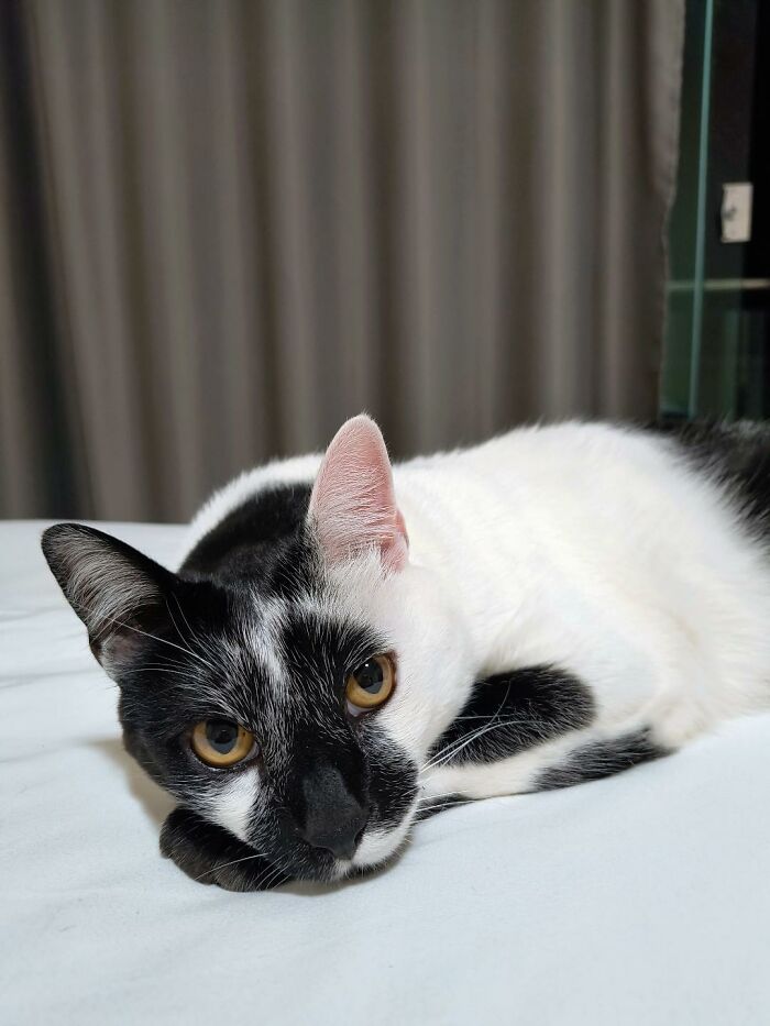 Black and white cat with a heart-shaped mark on its face resting on a bed, known as the beautiful Thor cat in Brazil.