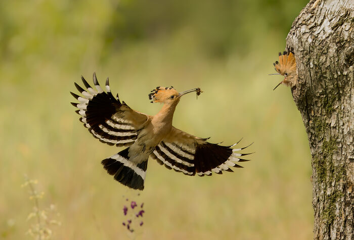 Hoopoe bird in flight carrying food to its chick peeking from a tree hole in stunning wildlife photo.