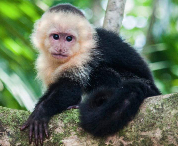 Capuchin monkey resting on a tree branch, one of the smartest animals studied according to science, in a forest setting.