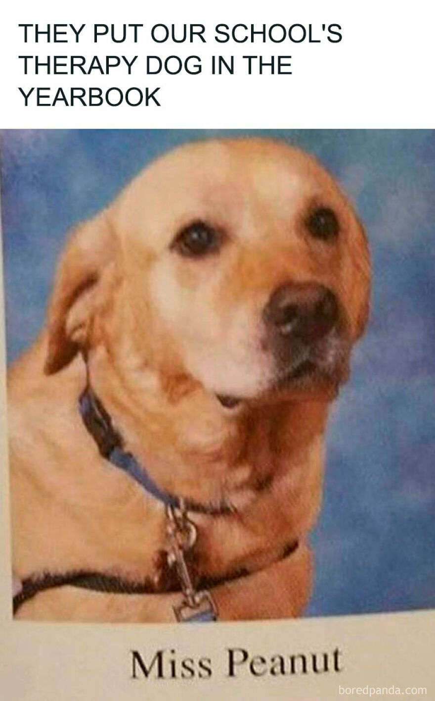 Therapy dog Miss Peanut featured in school yearbook, a funny animal meme to bring light to your day.