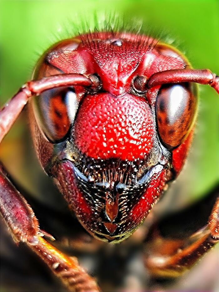 Close-up macro photo of a red insect showing detailed textures of its eyes and head in the hidden world of tiny creatures.