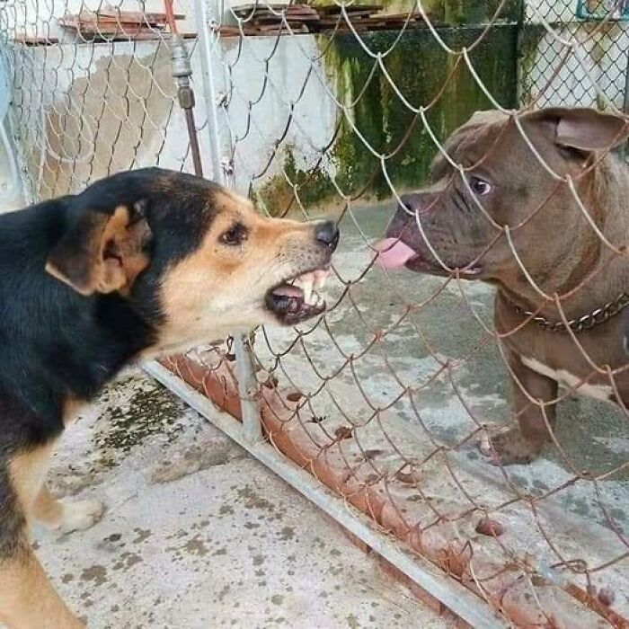 Two dogs interacting intensely through a wire fence, one showing teeth while the other playfully sticks out its tongue.