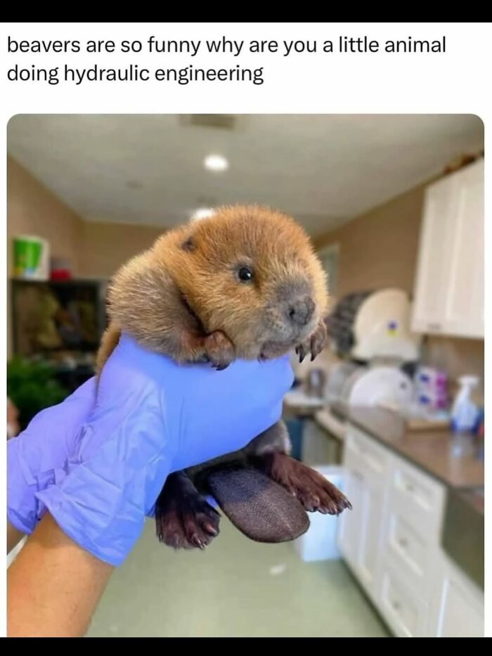 Cute baby beaver held with gloved hand in a kitchen setting, showcasing funny and cute animal memes for positivity.