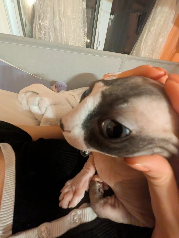 Awkward photo of a hairless pet dog being gently held indoors with curtains and a couch in the background.