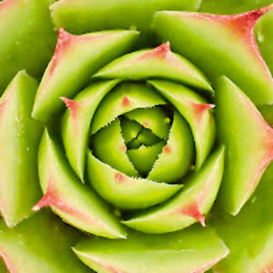 karenulvestad avatar