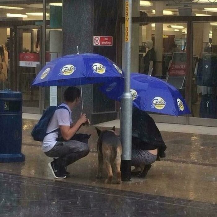 Two strangers sharing umbrellas to shelter a dog from rain, showing kindness and faith in humanity restored.