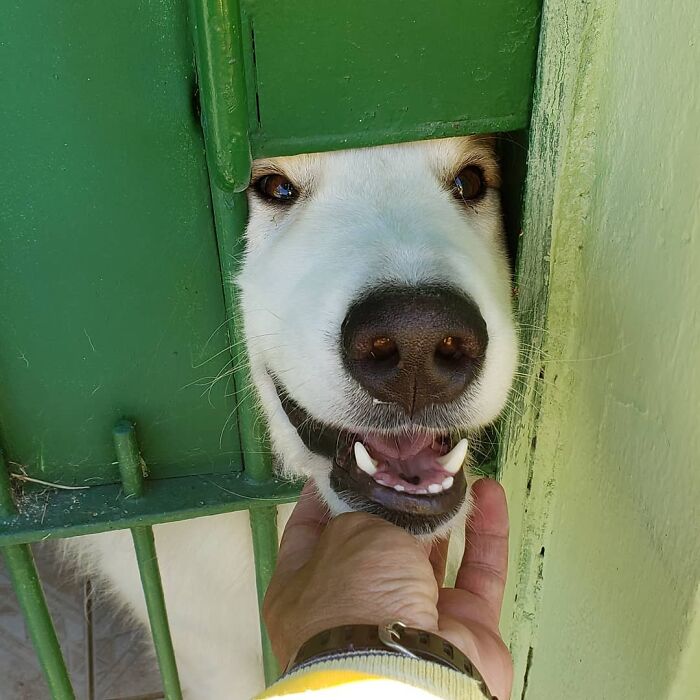 Happy dog peeking through green gate while being petted by mailman, showing bond between mailman and dogs on route.