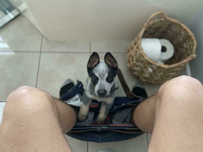 Small puppy sitting between person's legs inside pants, showing how pets affect personal space at home.
