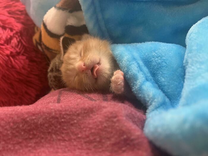 Sleeping kitten with tongue sticking out covered by a blue blanket showing one of the cutest animal bleps.