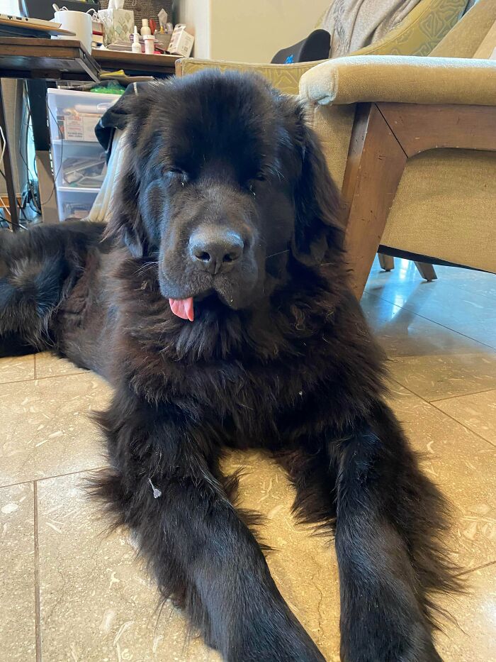 Black fluffy dog lying on floor with tongue blep showing in a cozy indoor setting, cutest animal bleps captured.