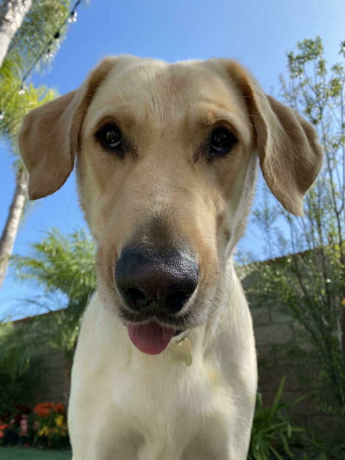 Close-up of a light brown dog outdoors showing a cute animal blep with its tongue slightly sticking out under a clear blue sky.