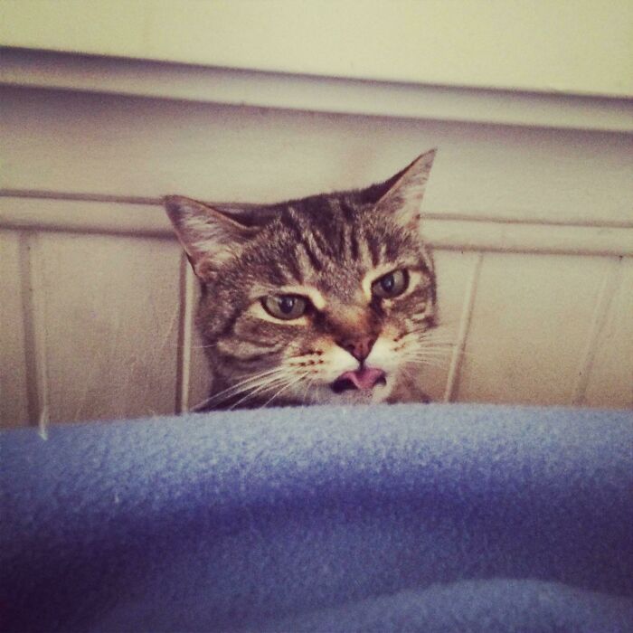 Tabby cat showing the cutest animal bleps with its tongue sticking out behind a blue blanket on a bed.