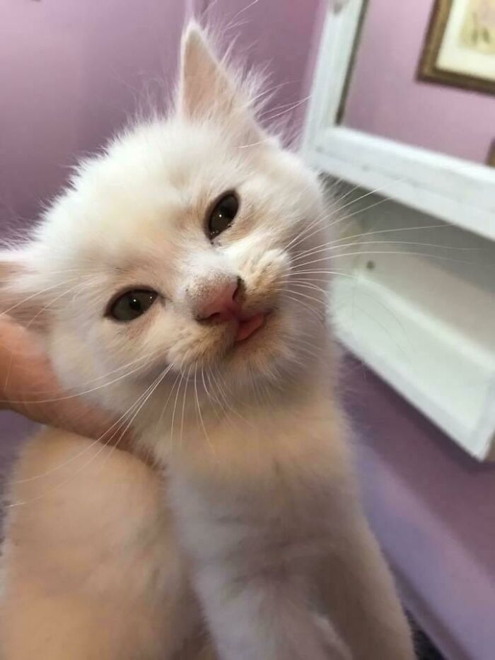 White kitten with tongue sticking out blepping, held gently in hand against purple background and mirror reflection nearby