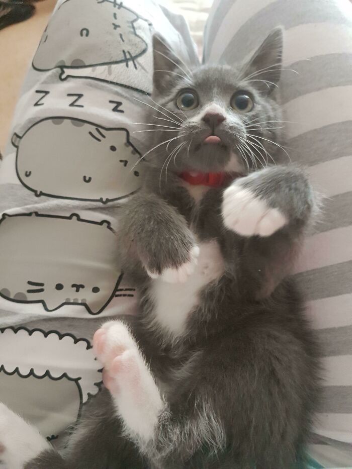 Gray and white kitten lying on striped fabric with tongue slightly out showing one of the cutest animal bleps.