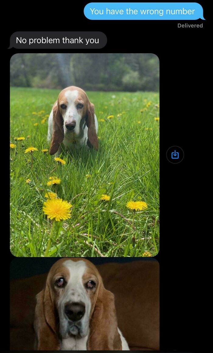 Text message exchange showing a funny wrong number reply with two photos of a sad basset hound dog.