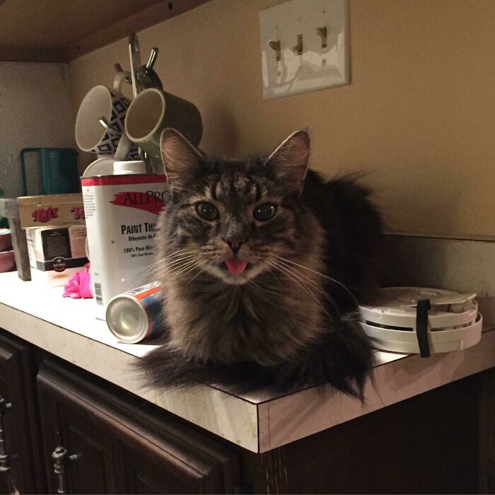 Fluffy tabby cat with its tongue sticking out, resting on a kitchen counter surrounded by household items, cutest animal bleps.