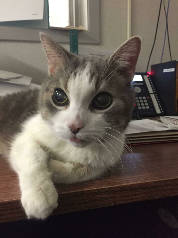 Gray and white cat with large eyes showing a cute animal blep while resting on a wooden office desk.