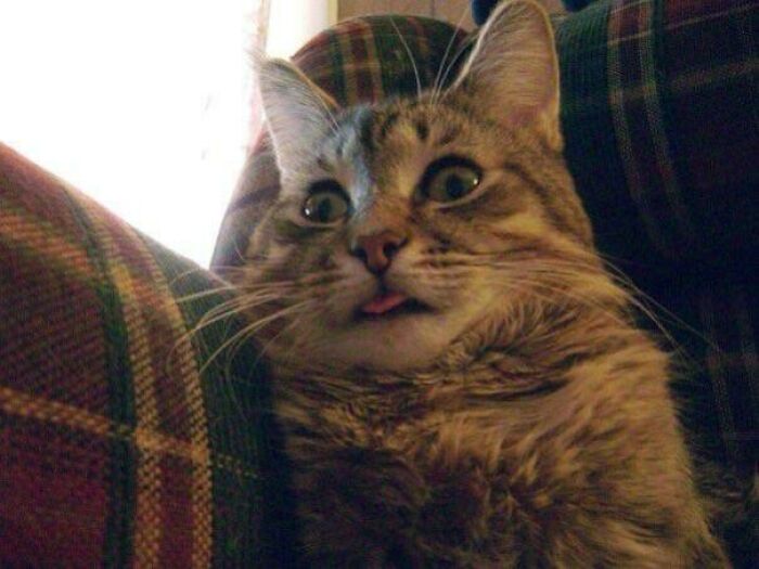Tabby cat with wide eyes and tongue sticking out, showing one of the cutest animal bleps on a plaid couch.