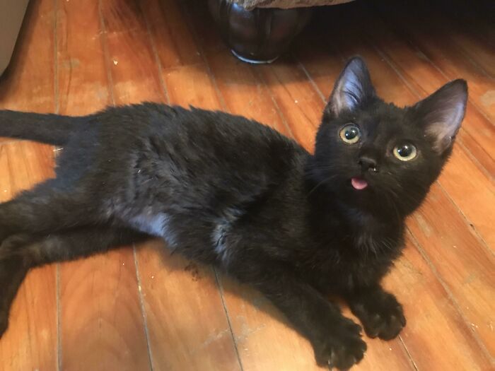 Black kitten lying on wooden floor with tongue sticking out showing one of the cutest animal bleps seen up close.