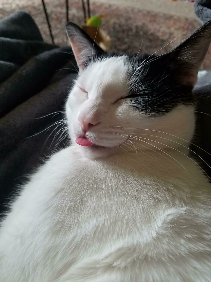Black and white cat with eyes closed and tongue sticking out in a cute animal bleps moment on a soft surface.