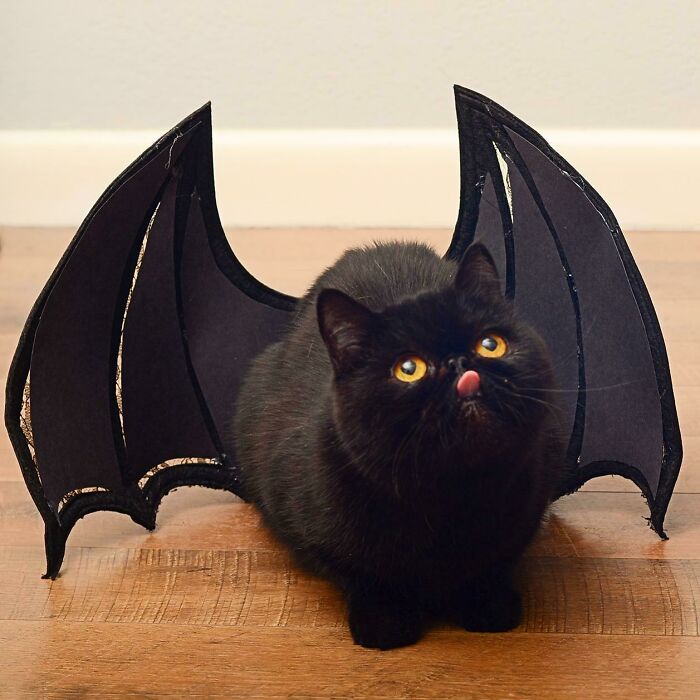 Black cat with yellow eyes and bat wings costume sticking out tongue for cutest animal bleps.