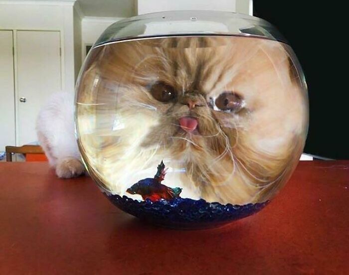 Cat pressing its face against a fishbowl creating a cute animal blep reflection with a colorful fish inside.