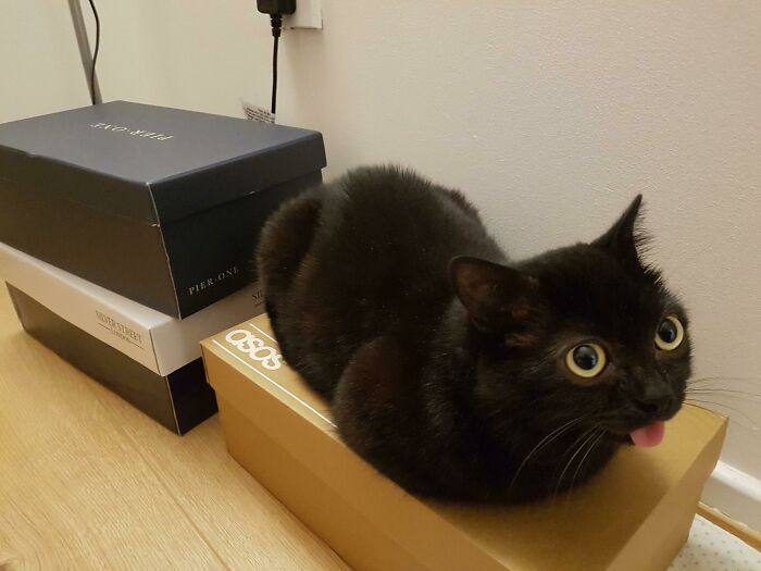 Black cat with wide eyes and tongue sticking out sitting on a shoebox showing one of the cutest animal bleps.