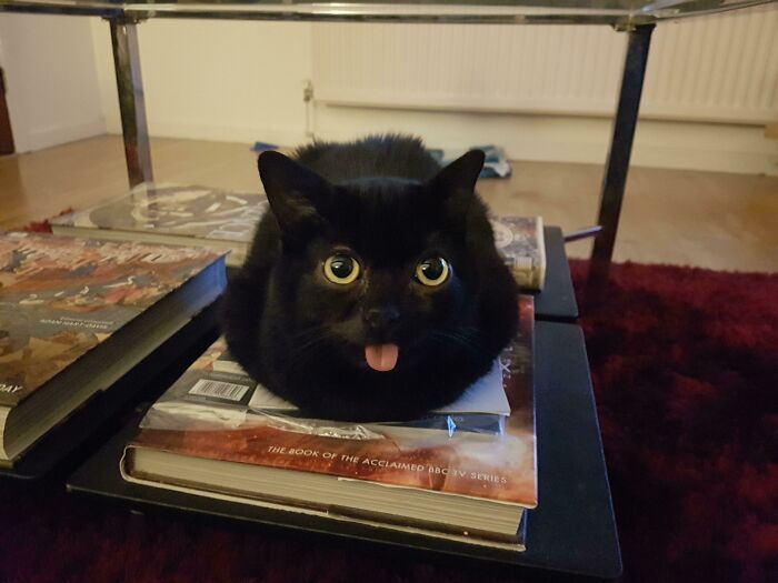 Black cat with wide eyes and tongue sticking out, showcasing one of the cutest animal bleps on a stack of books indoors.