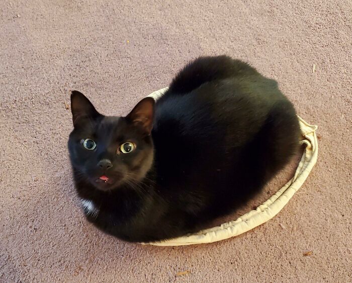 Black cat with wide eyes and tongue slightly sticking out, showcasing one of the cutest animal bleps on a carpeted floor.