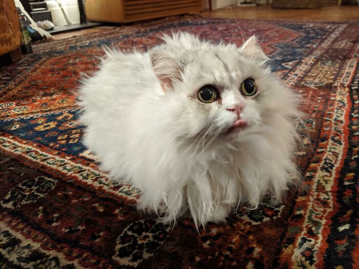 Fluffy white cat with large eyes and a small tongue blep sitting on a patterned rug showcasing cutest animal bleps.