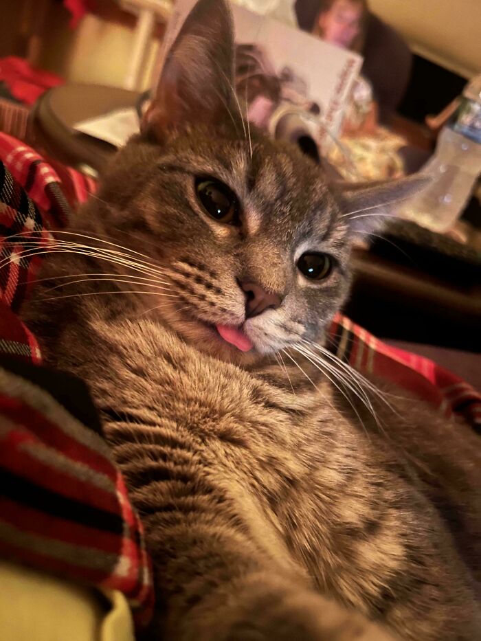 Gray tabby cat lying on a plaid blanket with its tongue slightly out showing one of the cutest animal bleps.