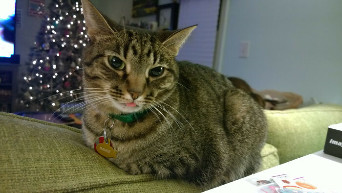 Tabby cat with green eyes and a blep lying on a couch, showing one tongue tip in a cozy home setting.