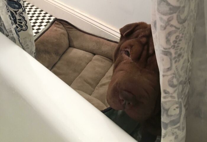 Brown dog peeking from behind a curtain next to an empty pet bed, showing pet and personal space challenges.