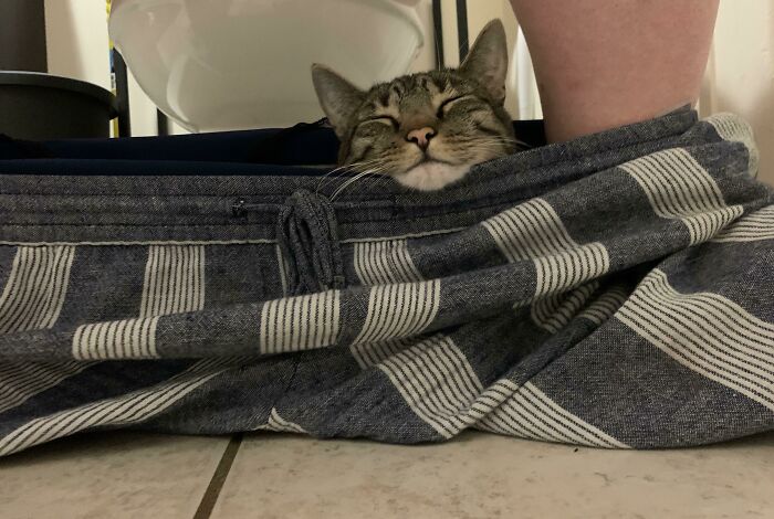 Cat comfortably nestled inside a person's pants, illustrating how pets affect personal space in daily life.