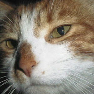 regenerativeliberty avatar