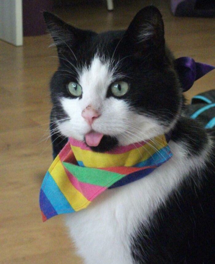 Black and white cat wearing a colorful bandana with its tongue sticking out, showing one of the cutest animal bleps.