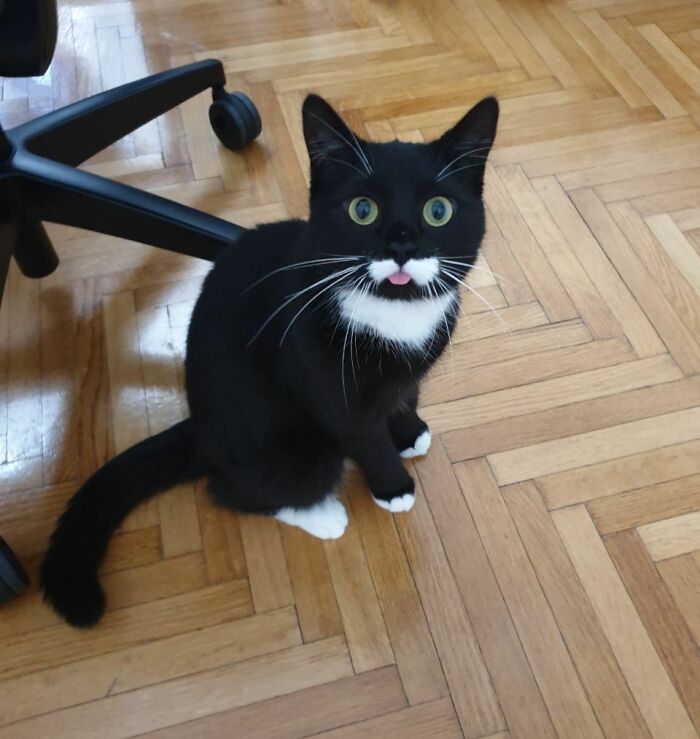 Black and white cat sitting on wood floor with wide eyes and tongue slightly sticking out in a cute animal blep pose.
