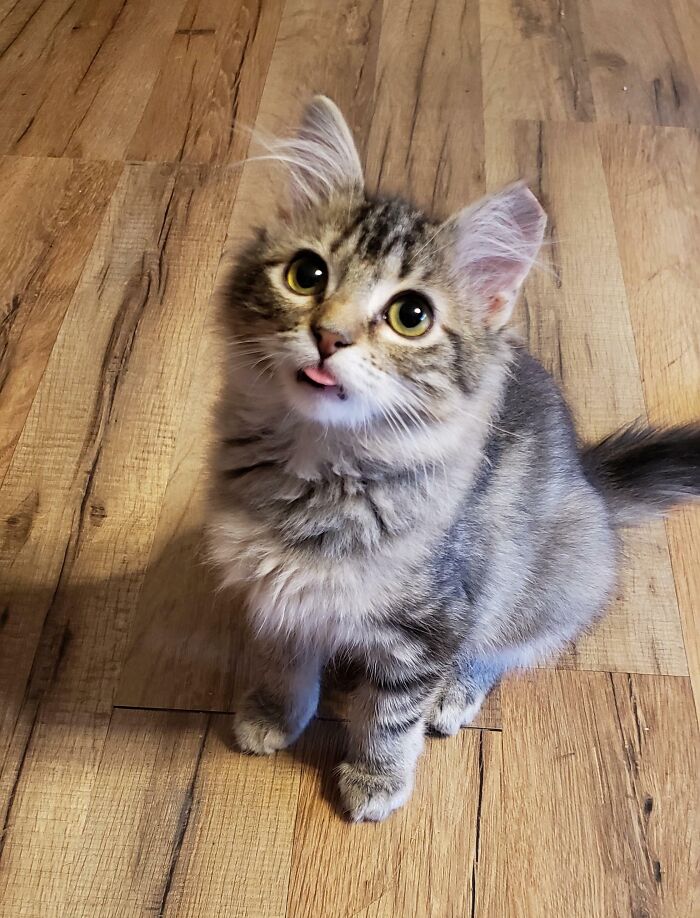 Fluffy tabby kitten with bright eyes sitting on wooden floor showing adorable animal blep with tongue out.