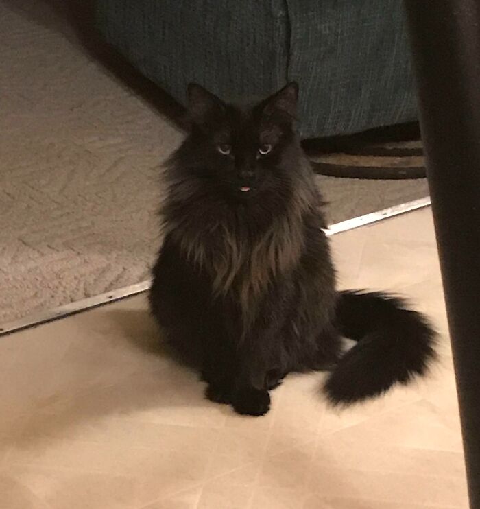 Black fluffy cat sitting on the floor with its tongue slightly sticking out in a cute animal bleps moment.