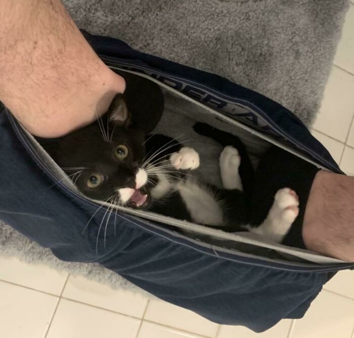Black and white cat sitting inside a man's underwear, showing how pets affect personal space in unexpected ways.
