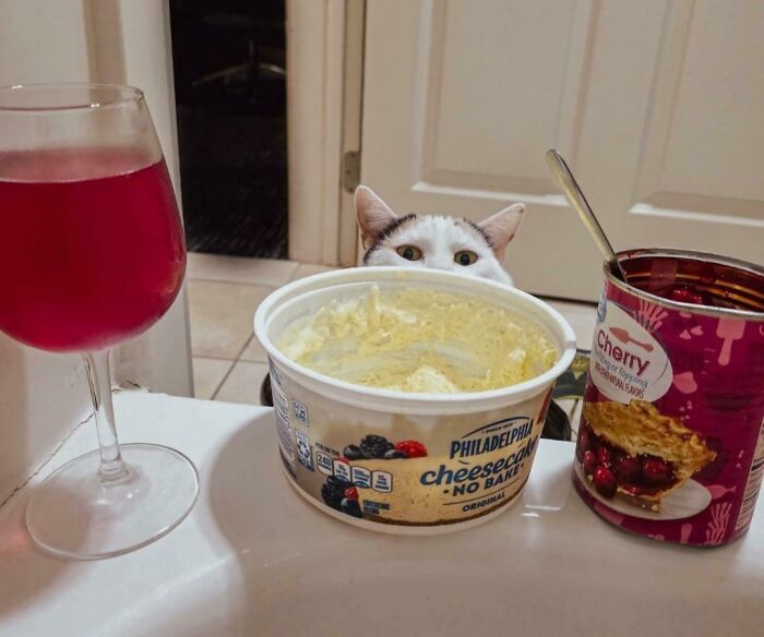 Cat peeking over counter with no bake cheesecake, cherry pie filling, and a glass of red wine in a girl dinner combo.