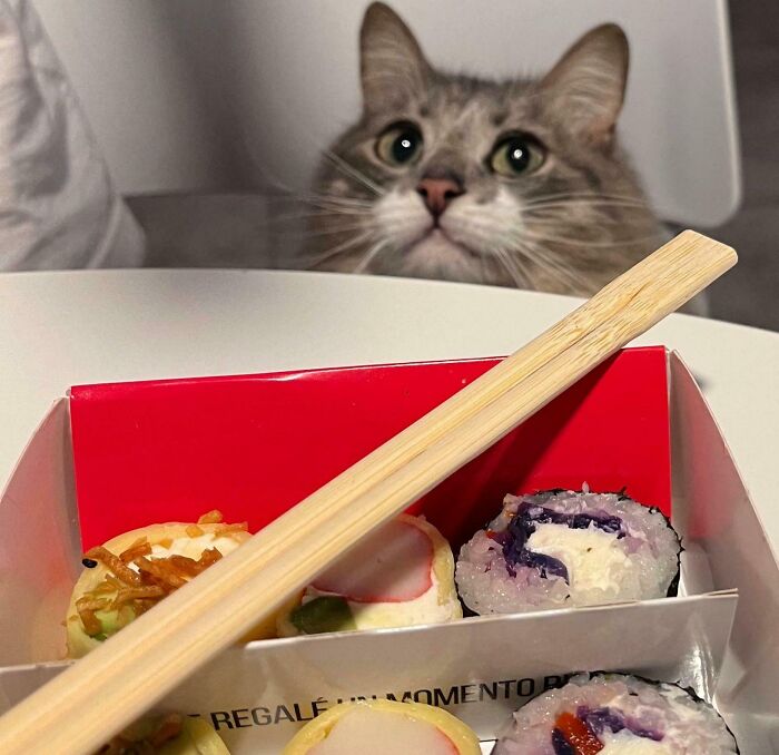 Cat peeking over table near a box of sushi, illustrating iconic girl dinner combos with chopsticks resting on the box.