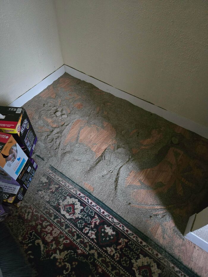 Corner of a room with pet sand scattered on the wooden floor, showing frustration related to family members.