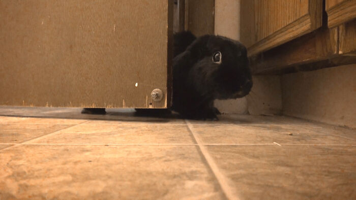 Black rabbit peeking from under a door, showing how pets take over personal space in new pet owner moments.